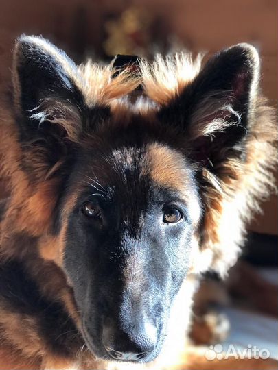 Немецкая овчарка