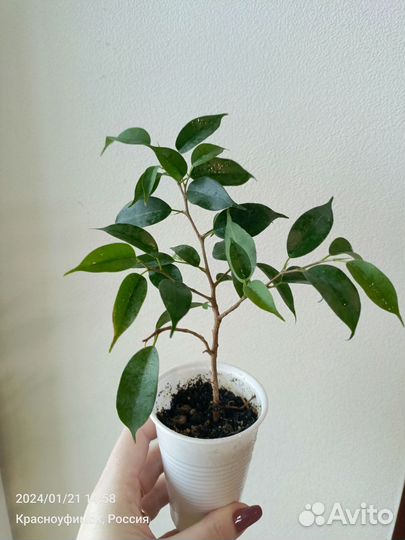 Фикус бенджамина