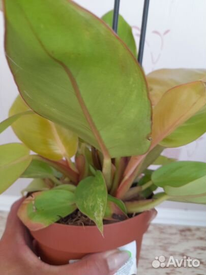 Филодендрон