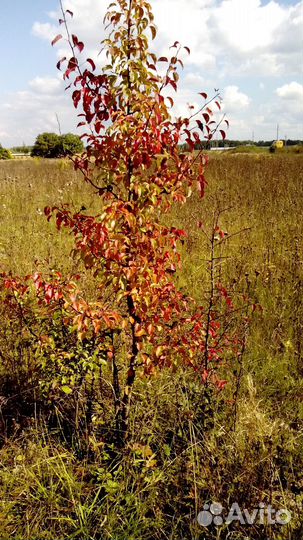 Ищу инвестора Создание бизнеса в сфере Экотуризма