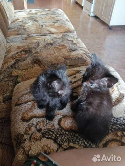 Котята в добрые руки бесплатно