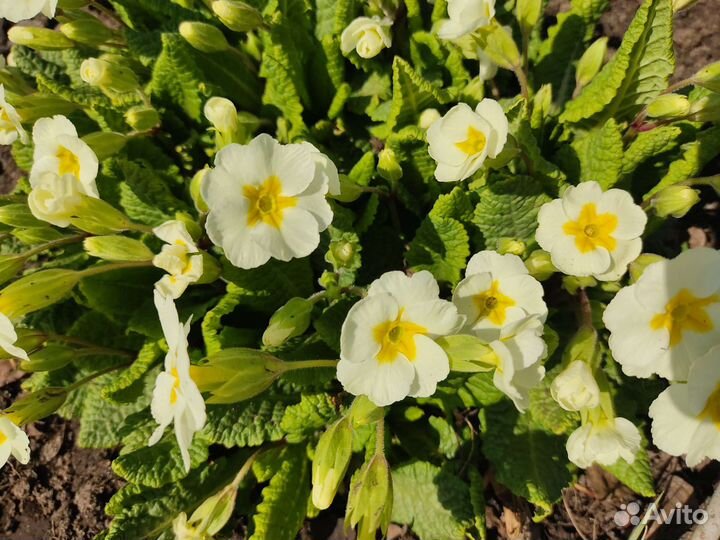 Многолетники садовые