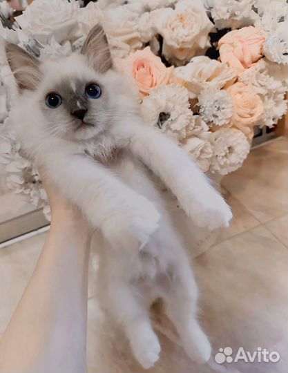 Котята рэгдолл
