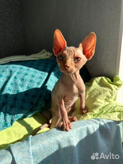 Котята донской сфинкс