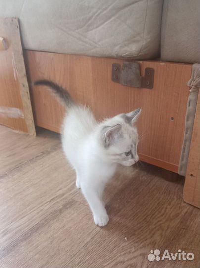 Котик в добрые руки