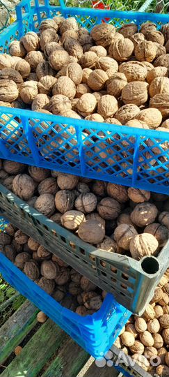 Грецкий орех в скорлупе