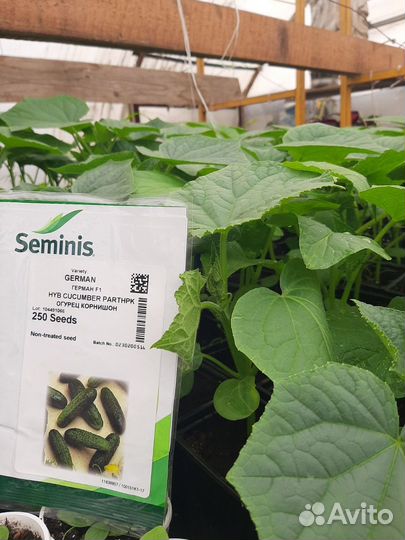 Продам рассаду