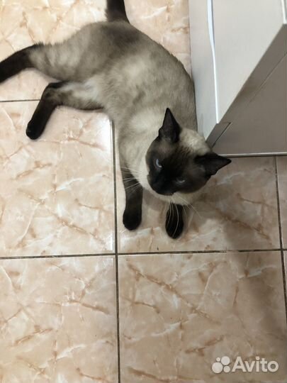 Сиамские котята