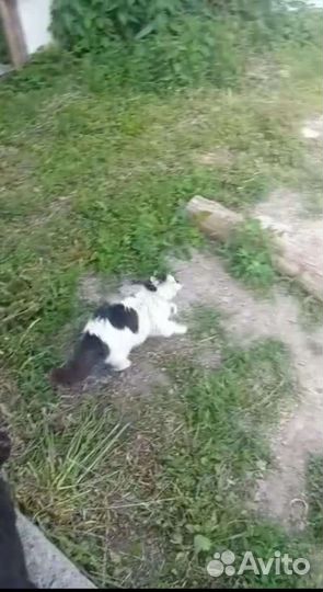 Кот инвалид пропадает на улице