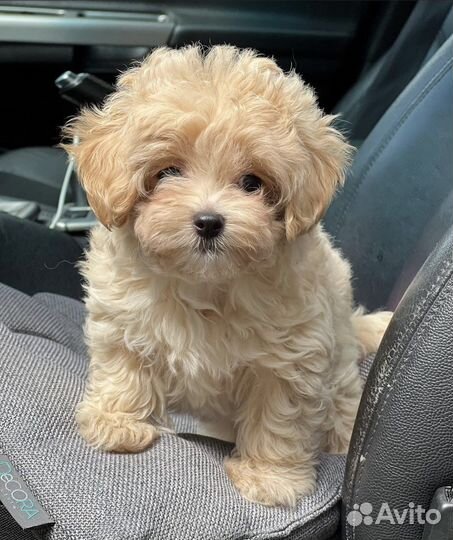 Мальтипу ф1 micro тедди