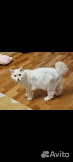 Курильский бобтейл в добрые руки