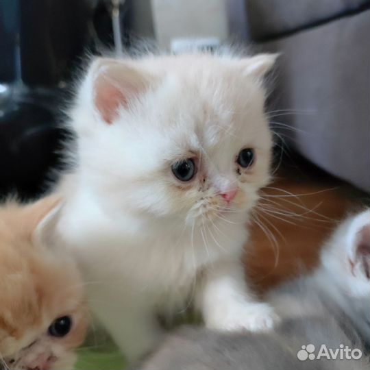 Котята Экзот