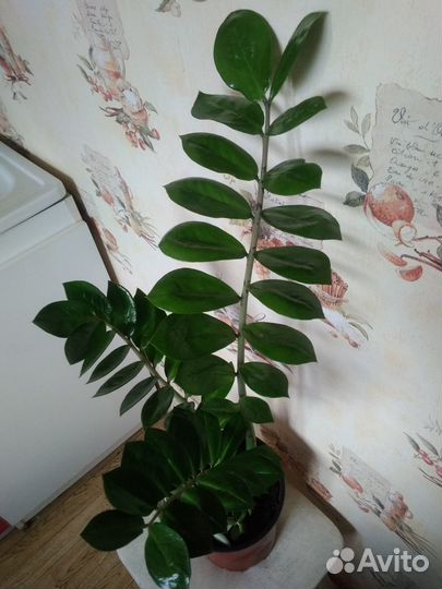 Замиокулькас