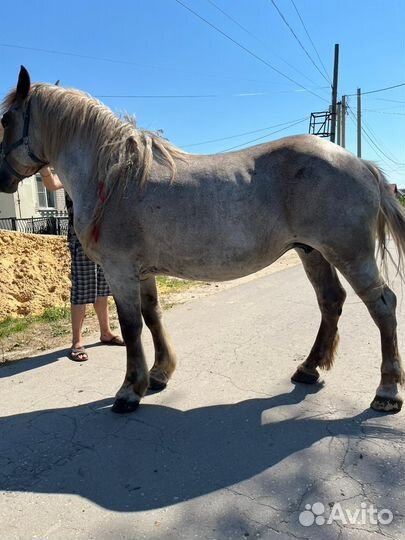 Лошади тяжеловозы кобылы