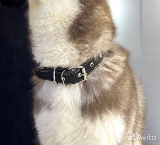 Ошейник для собак из натуральной кожи