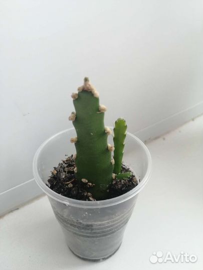 Эпифиллум отводка