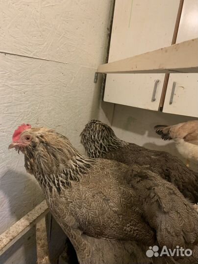 Инкубационное яйцо Фавероль