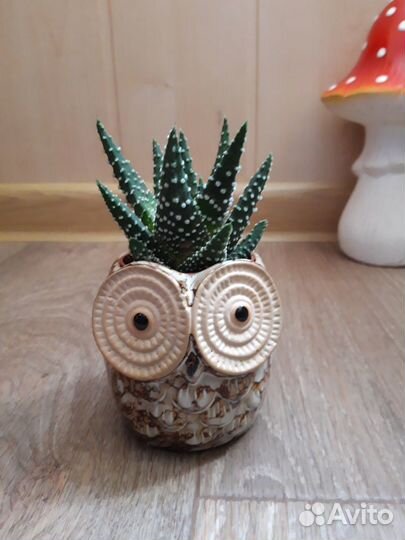 Кашпо керамика новые