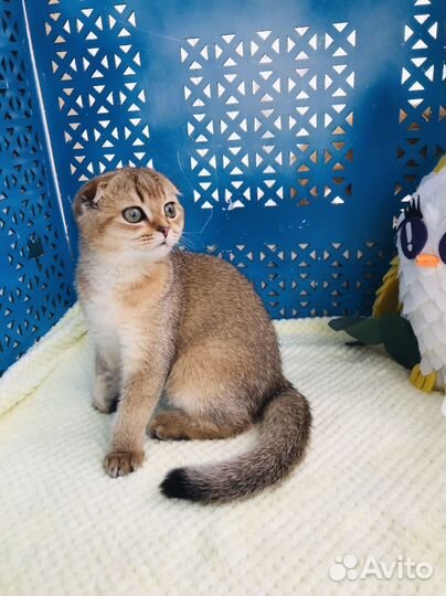 Золотая шиншилла