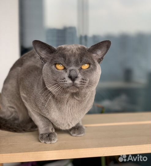 Бурма вязка