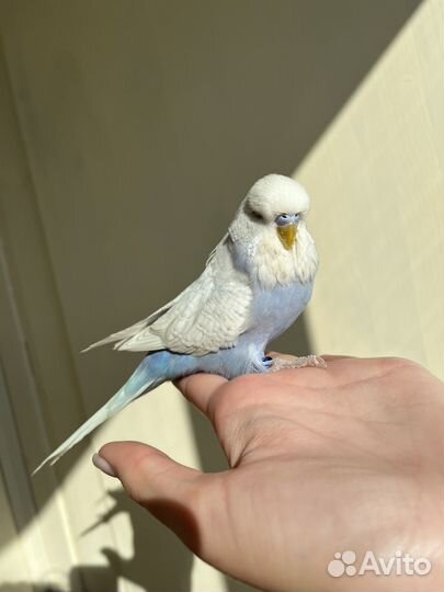 Ввп чех, выставочный волнистый попугай