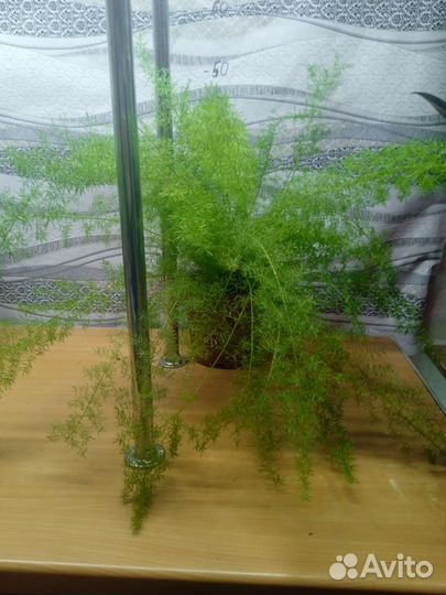 Папоротник