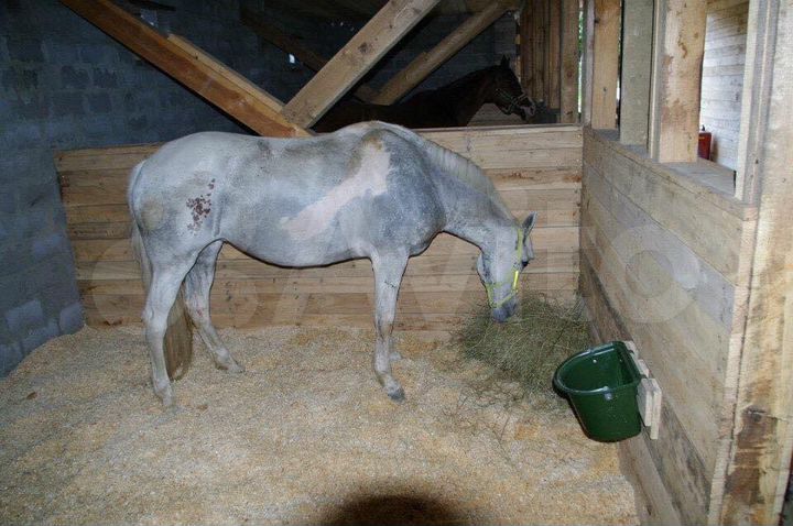 Усадьба/Комплекс Лагонаки