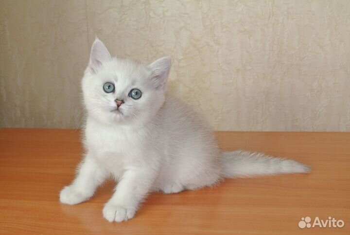 Британский котик