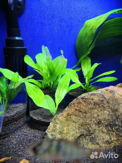 Детки эхинодоруса, буцефаландры