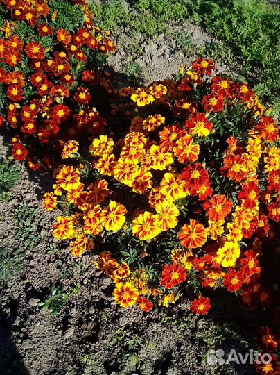 Бархотки кустовые