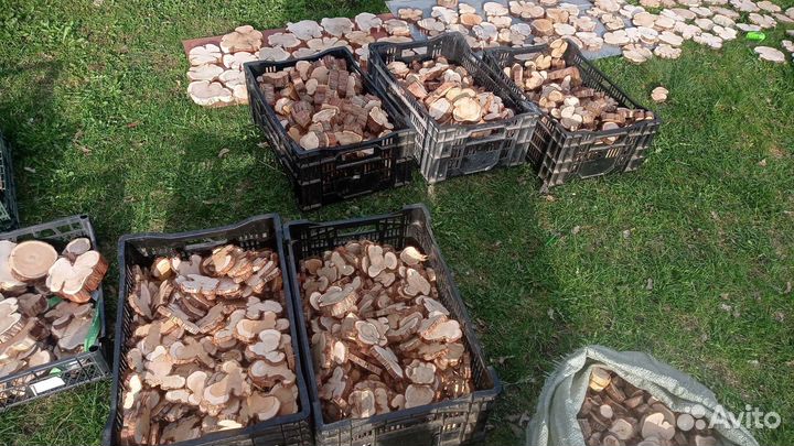 Торцевые спилы дерева, можжевельник