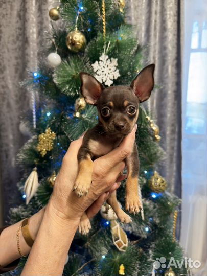 Мини той-терьер