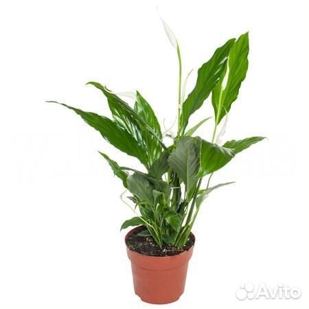 Стильные растения