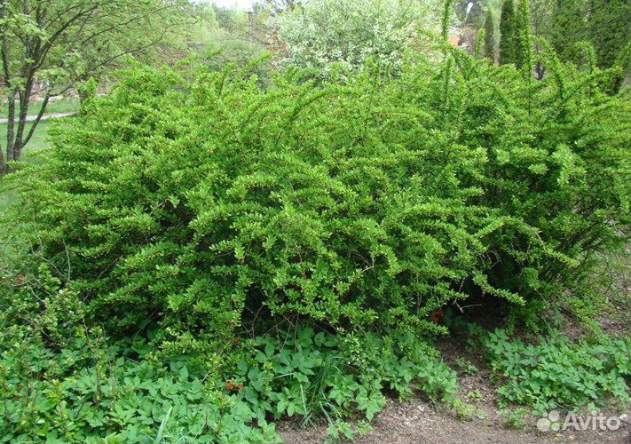 Барбарис обыкновенный: красный, зеленый