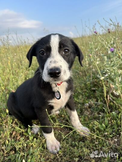 Щенок в добрые руки