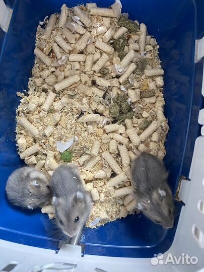 Джунгарский хомяк бесплатно