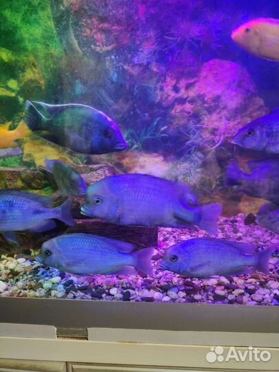 Аквариумные рыбки дельфины