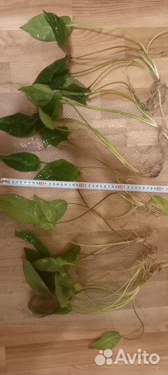 Криптокарина