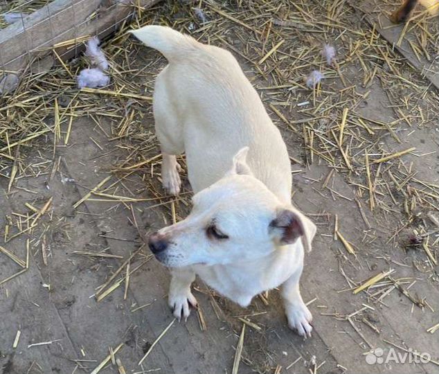 Маленькая собачка