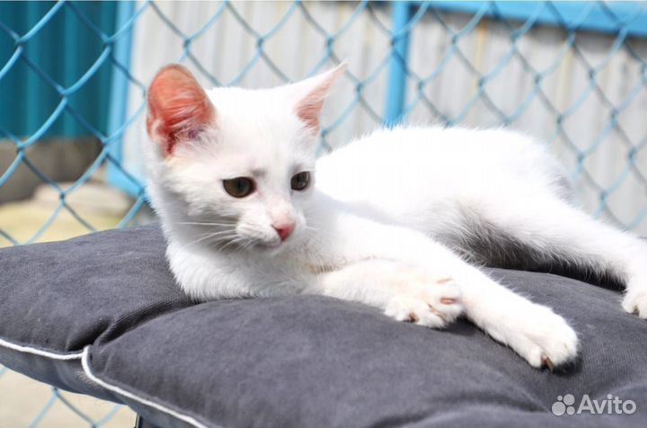 Котёнок компаньон