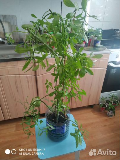 Растения домашние комнатные декоративные