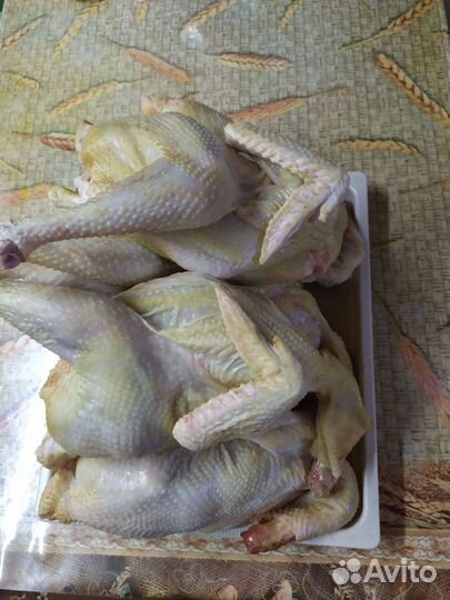 Курица домашняя,петушки