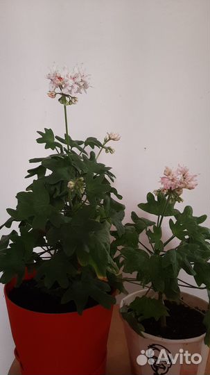 Пеларгония звездчатая