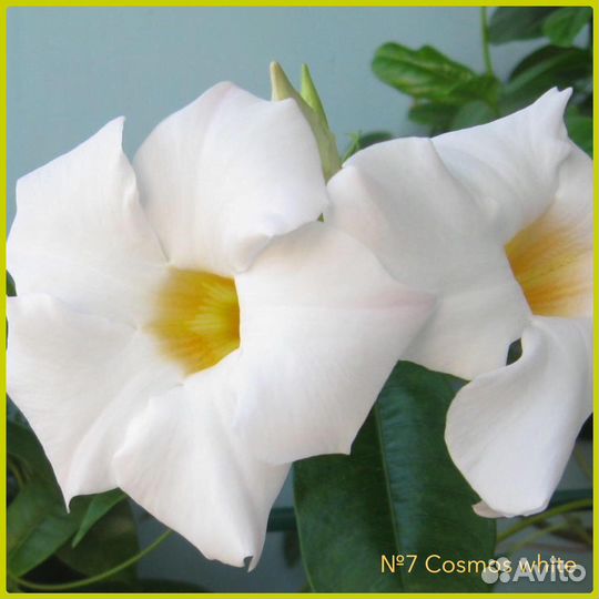 Диплодении -мандевиллы