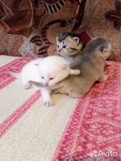 Шотланская кошка