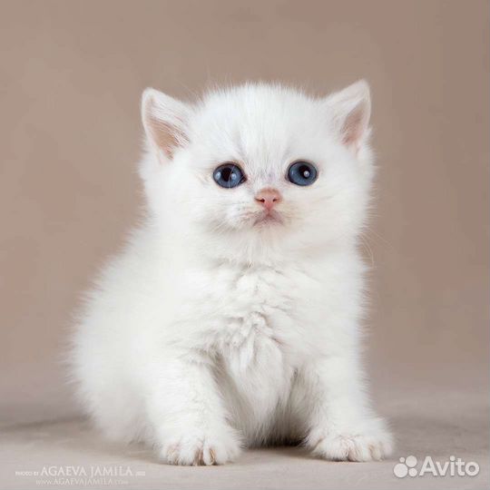 Серебристые Британские шиншиллы