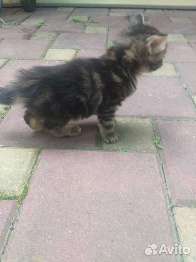 Котята от сибирской кошки