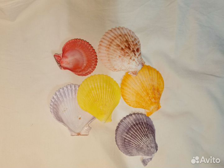 Ракушки заказ