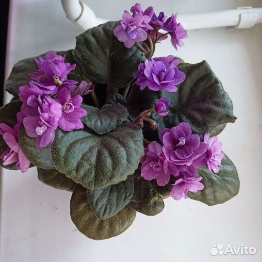 Фиалка в горшочке