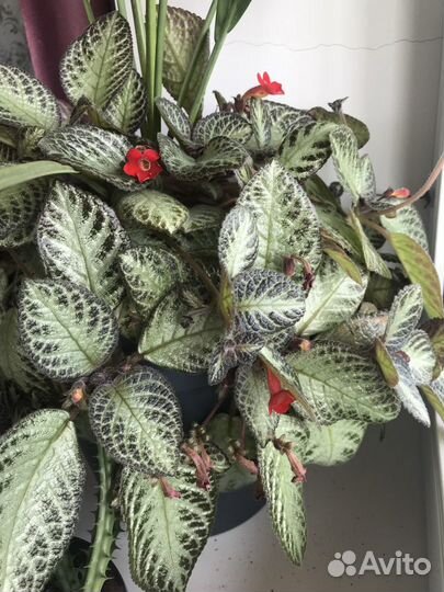 Эписция медно-красная (торг/обмен)